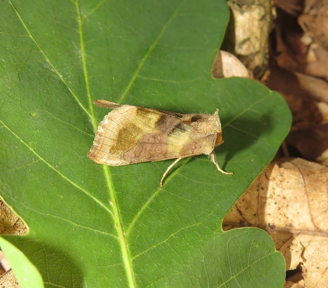 Diachrysia chrysitis - aranybagoly