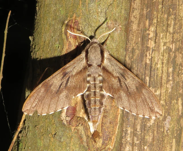 Hyloicus pinastri - fenyőszender