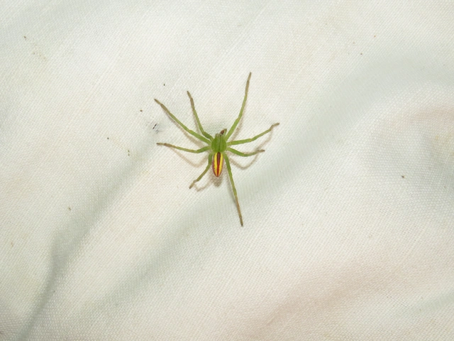 Micrommata virescens - hunyópók