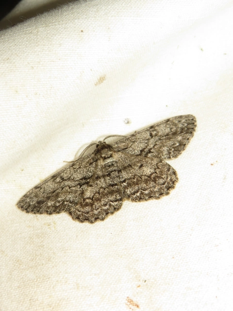 Hypomecis roboraria - nagy tölgyfaaraszoló