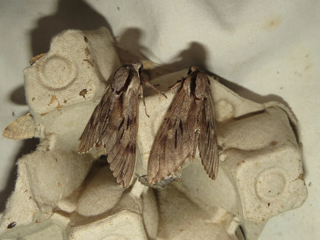 Hyloicus pinastri - fenyőszender
