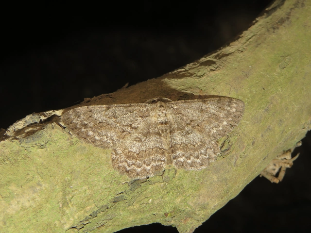 Hypomecis punctinalis - pettyes faaraszoló