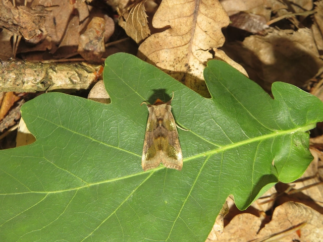 Diachrysia chrysitis - aranybagoly