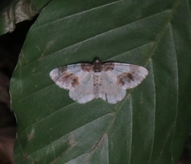 Ligdia adustata - barna levélaraszoló