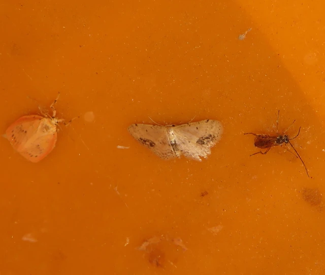 Idaea dimidiata - gyakori apróaraszoló