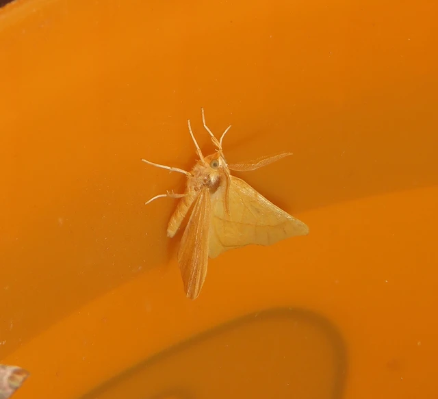 Ennomos quercinaria - tölgyfa-levélaraszoló