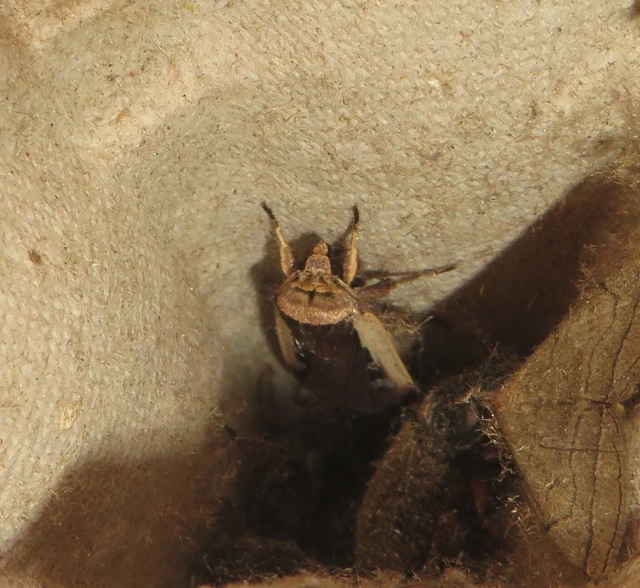 Ochropleura plecta - fehérszegélyű fűbagoly