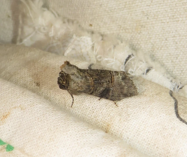 szürkeövű csalánbagoly - Abrostola tripartita