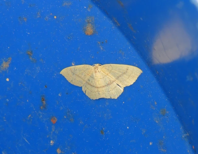 Cyclophora linearia - vonalas pettyesaraszoló