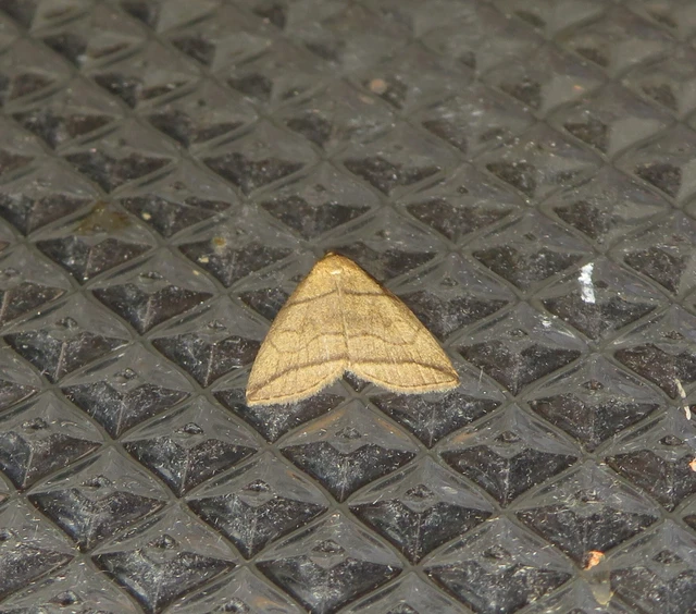 Herminia grisealis - ligeti karcsúbagoly
