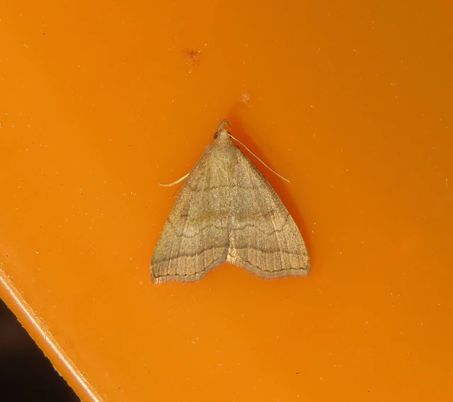 Herminia tarsicrinalis - szőröslábú karcsúbagoly