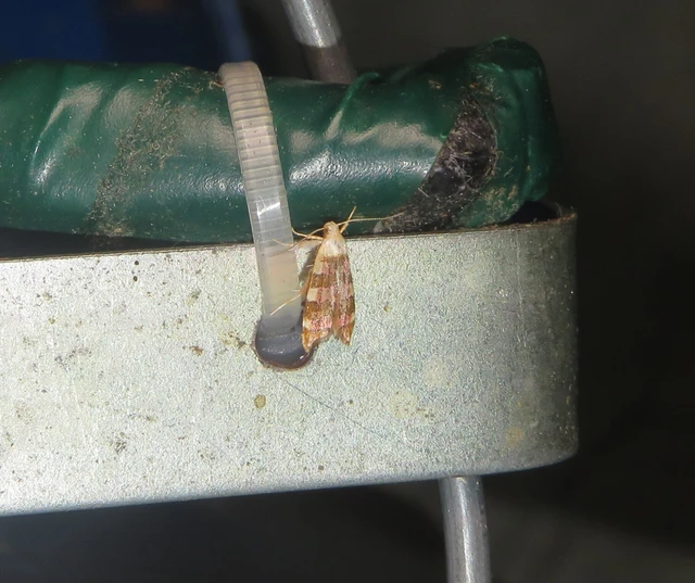 rózsavörös díszmoly - Deuterogonia pudorina