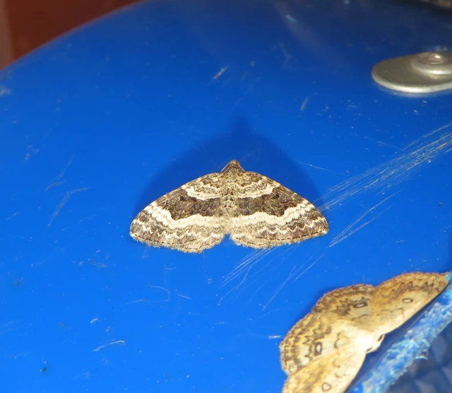 Epirrhoe alternata - galaj-tarkaaraszoló
