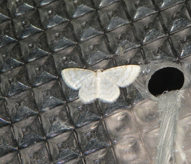 Asthena albulata - gyertyán-fehéraraszoló