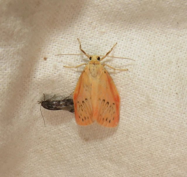 Miltochrista miniata - piros medvelepke
