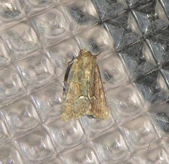 Oligia strigilis/latruncula/versicolor
