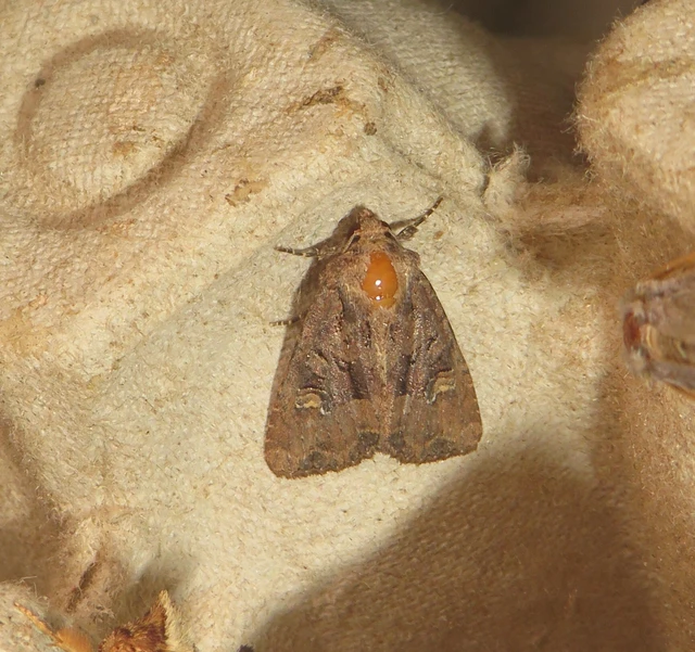 Mesapamea secalella/secalis