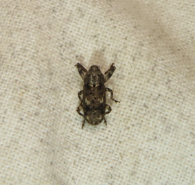 laposorrú ormányos - Gasterocercus depressirostris