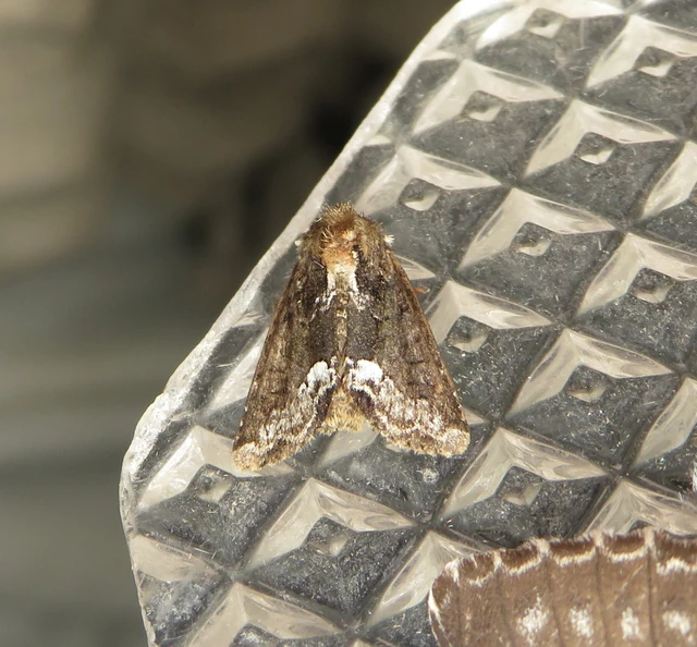 Oligia strigilis - kormos dudvabagoly