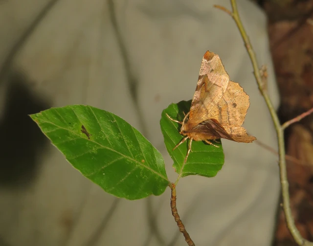 Selenia tetralunaria - négyfoltos holdasaraszoló