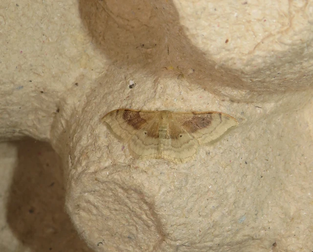 Idaea degeneraria - barnasávos araszoló