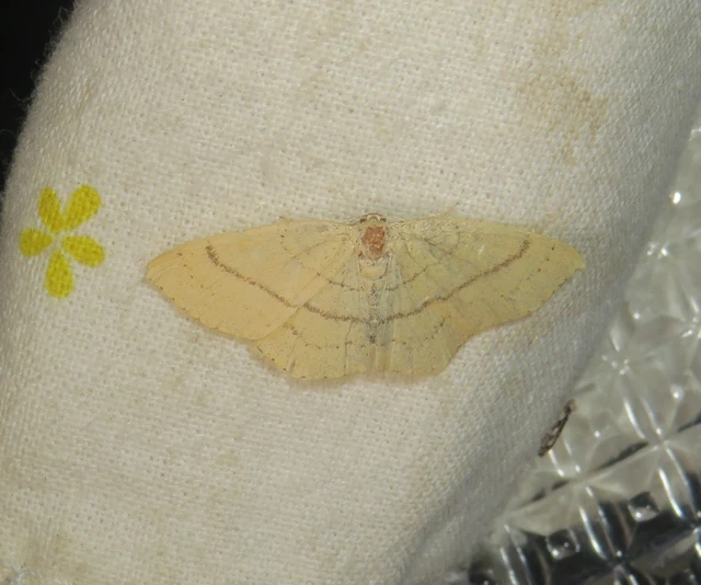 Cyclophora linearia - vonalas pettyesaraszoló