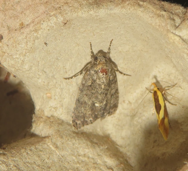 Acronicta rumicis - sóska-szigonyosbagoly Acronicta rumicis - sóska-szigonyosbagoly