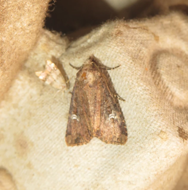 Mesapamea secalella/secalis