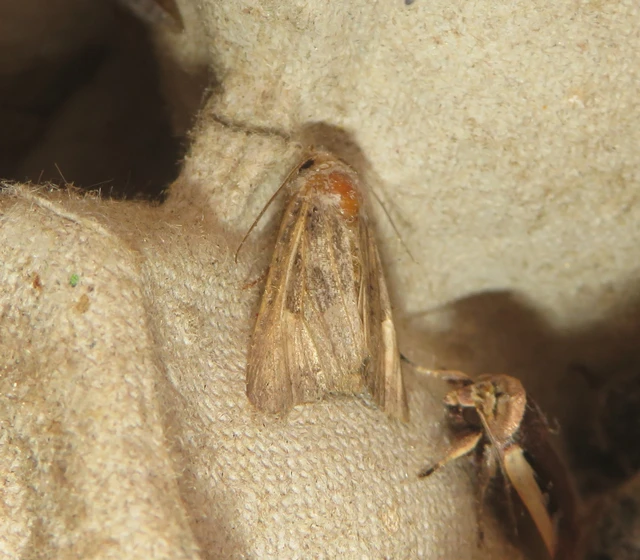 Euplexia lucipara - szeder-csipkésbagoly