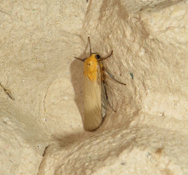 Lithosia quadra - négypettyes zuzmószövő