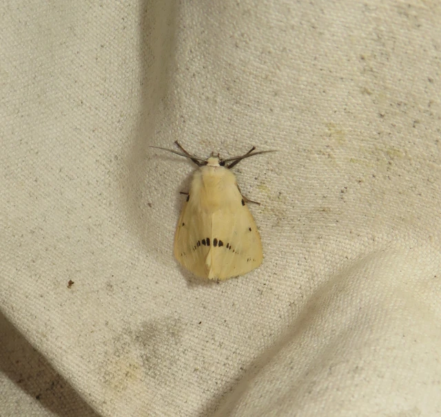 Spilarctia lutea - sárgás medvelepke