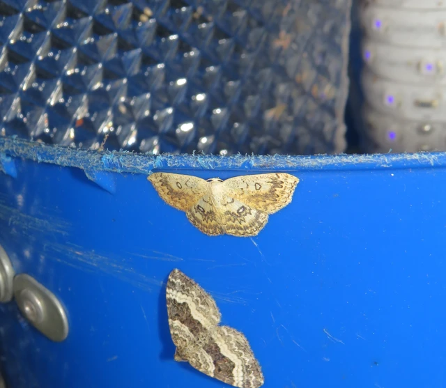 Cyclophora annularia - gyűrűs pettyesaraszoló