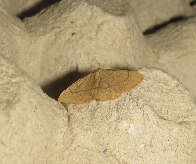 Paracolax tristalis - sárgás karcsúbagoly Paracolax tristalis - sárgás karcsúbagoly