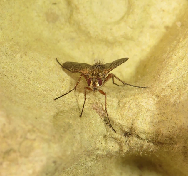 Tachinidae - fürkészlegyek