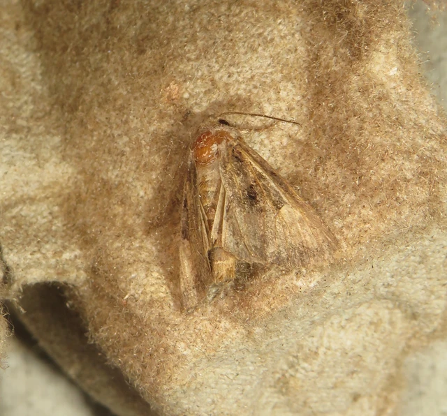 Euplexia lucipara - szeder-csipkésbagoly