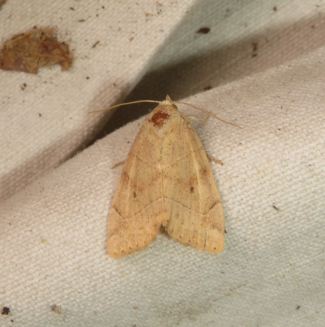 Cosmia trapezina - közönséges lombbagoly