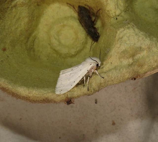 Spilosoma lubricipedum - tejszínű medvelepke