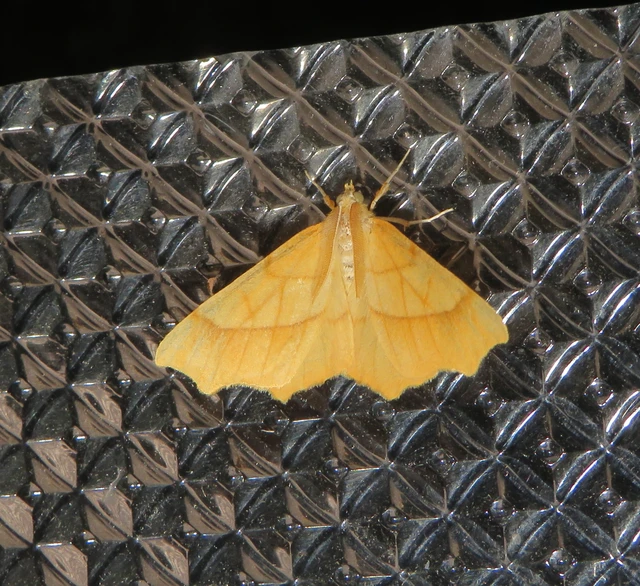 Ennomos quercinaria - tölgyfa-levélaraszoló