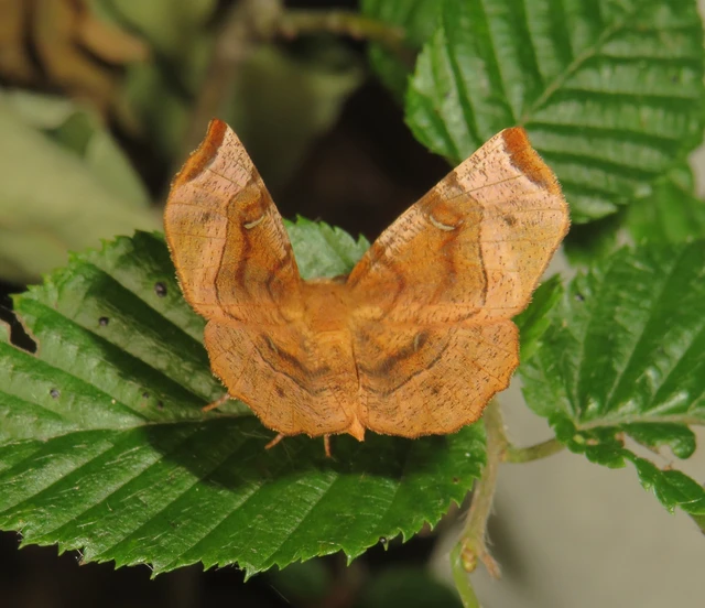 Selenia tetralunaria - négyfoltos holdasaraszoló