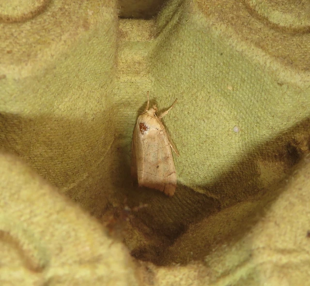 Cosmia trapezina - közönséges lombbagoly