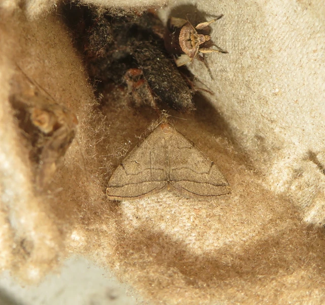 Herminia tarsicrinalis - szőröslábú karcsúbagoly
