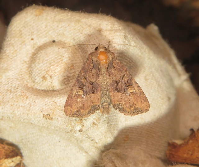 Mesapamea secalella/secalis