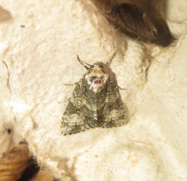 Craniophora ligustri - fagyalbagoly