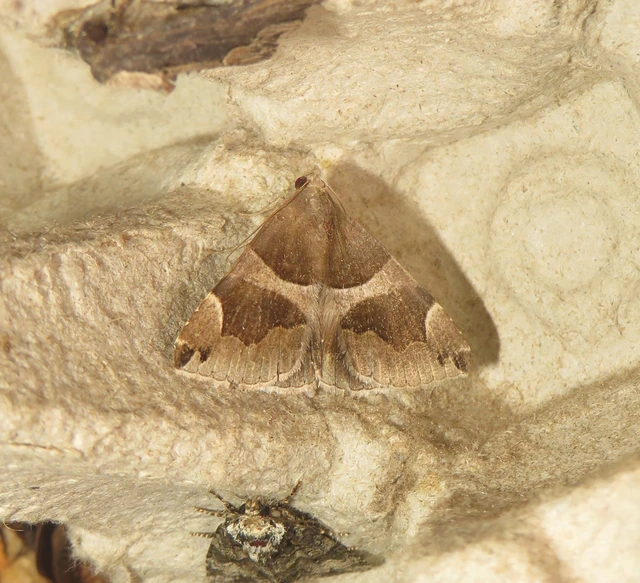 Dysgonia algira - déli porcelánbagoly