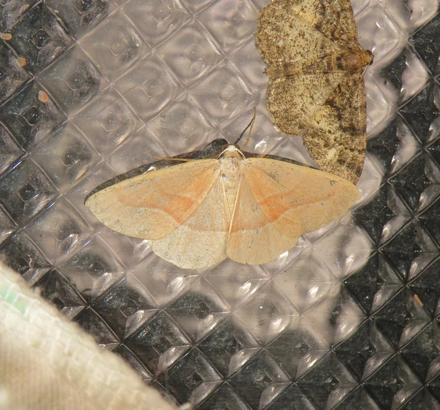 Hylaea fasciaria - erdeifenyő-sávosaraszoló