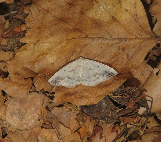 Lomographa temerata - foltos fehéraraszoló