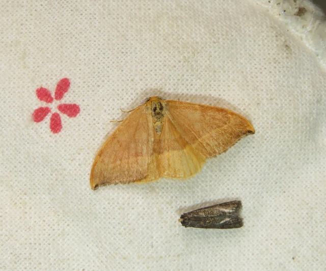 Watsonalla cultraria - bükkfa-sarlósszövő