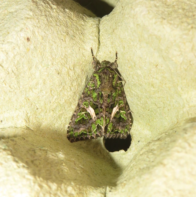 Trachea atriplicis - nyári zöldbagoly