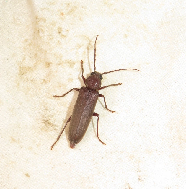 Arhopalus rusticus - gödrösnyakú cincér