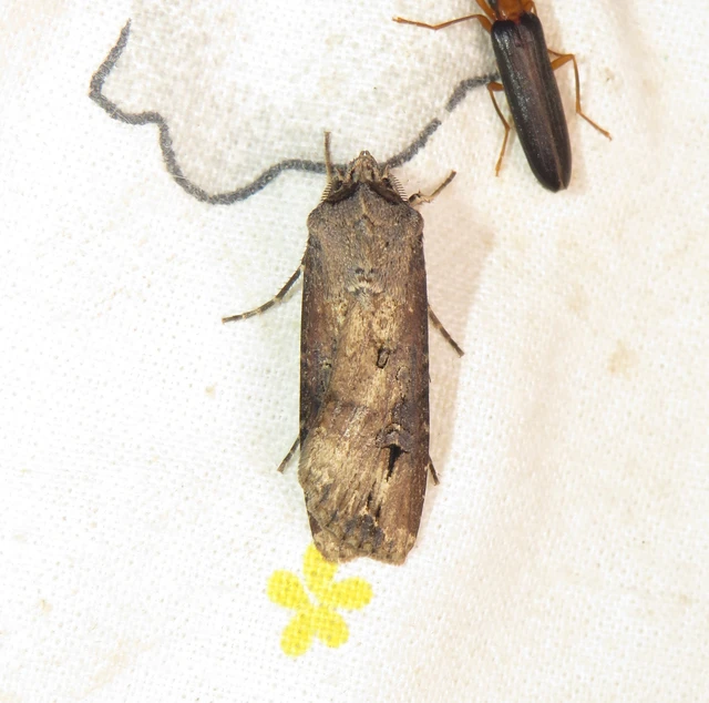 Agrotis ipsilon - nagy földibagoly